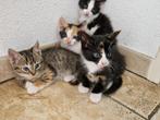 Mooie boerderij schildpadkittens, Dieren en Toebehoren, Katten en Kittens | Overige Katten, Poes, Kortharig, 0 tot 2 jaar
