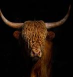 Glasschilderij Schotse Hooglander, Huis en Inrichting, Woonaccessoires | Wanddecoraties, Ophalen, Zo goed als nieuw