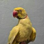 Jonge halsbandparkiet man NIET TAM, Dieren en Toebehoren, Vogels | Parkieten en Papegaaien, Mannelijk, Parkiet