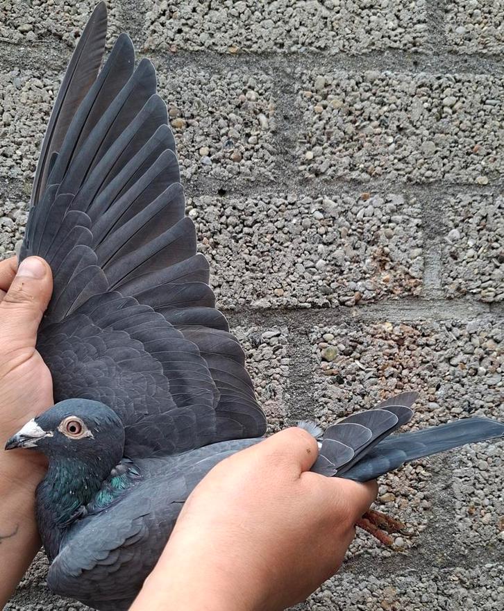 Postduif Kleinzoon "JILL" 1e Nat Ace Pigeon!, Dieren en Toebehoren, Vogels | Duiven, Postduif, Mannelijk