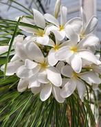 Plumeria filifolia te koop (April/Mei), Tuin en Terras, Ophalen of Verzenden