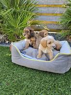Cockapoo ( Cockapoo x Dwergpoedel) pups boomer, Overige rassen, 8 tot 15 weken, Meerdere, Meerdere dieren
