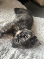 Kruising britse korthaar 1 poesje over zie foto, Dieren en Toebehoren, Katten en Kittens | Raskatten | Korthaar, Meerdere dieren