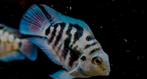 Blue Polar 3,99 4 voor 14 euro 10 voor 30 euro, Dieren en Toebehoren, Vissen | Aquariumvissen, Vis