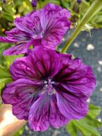 Zaden Groot kaasjeskruid – Malva sylvestris, Verzenden, Voorjaar, Volle zon, Zaad