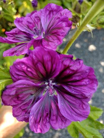 Zaden Groot kaasjeskruid – Malva sylvestris

 beschikbaar voor biedingen