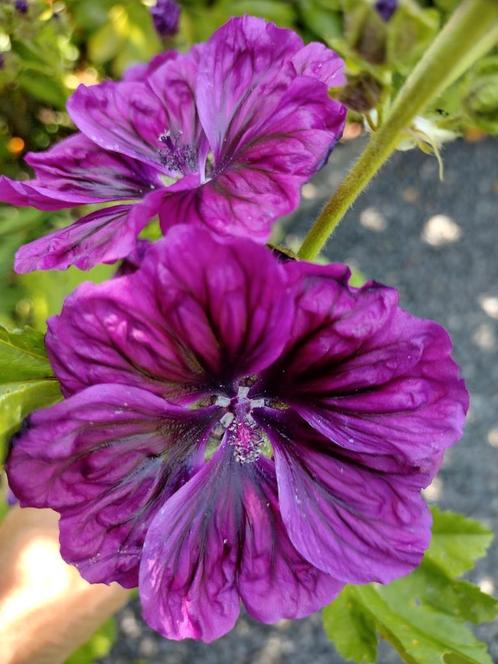 Zaden Groot kaasjeskruid – Malva sylvestris, Tuin en Terras, Bloembollen en Zaden, Zaad, Voorjaar, Volle zon, Verzenden
