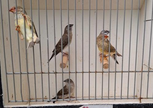 Binsenastrildes en ceresamadines 2025; tropische vogels, Dieren en Toebehoren, Vogels | Overige Vogels, Tropenvogel, Meerdere dieren