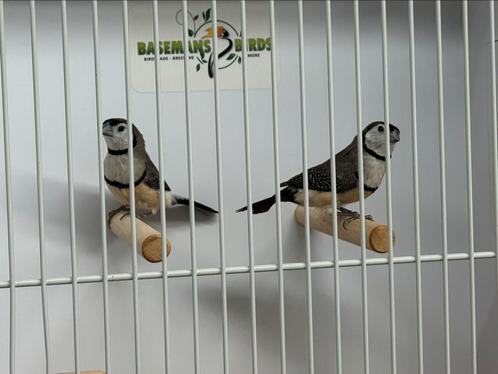 Bichenow astrilde - Taeniopygia bichenovii, Dieren en Toebehoren, Vogels | Overige Vogels, Tropenvogel, Meerdere dieren