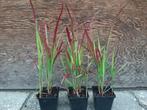Imperata cylindrica ‘Red Baron’, Tuin en Terras, Planten | Tuinplanten, Vaste plant, Herfst, Siergrassen, Ophalen