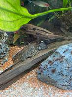 Bristlenose pleco - Ancistrus, Dieren en Toebehoren, Vissen | Aquaria en Toebehoren, Nieuw, Ophalen, Gevuld zoetwateraquarium