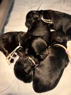 Boomer X toypoedel puppy’s, Reu, Meerdere, Klein, Nederland