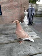 Jonge almond kleurpostduif, Dieren en Toebehoren, Vrouwelijk