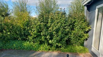 Hibiscus haag zeker 2 meter hoog beschikbaar voor biedingen