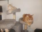 Russische Maine Coon kittens, Dieren en Toebehoren, Poes, Gechipt, 0 tot 2 jaar