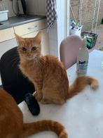 Stella, Dieren en Toebehoren, Katten en Kittens | Overige Katten, Poes, Langharig, 0 tot 2 jaar