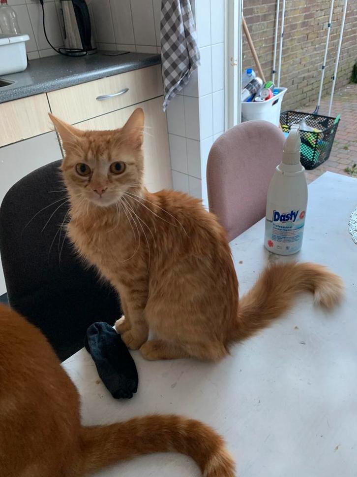 Stella, Dieren en Toebehoren, Katten en Kittens | Overige Katten, Langharig, Poes, 0 tot 2 jaar