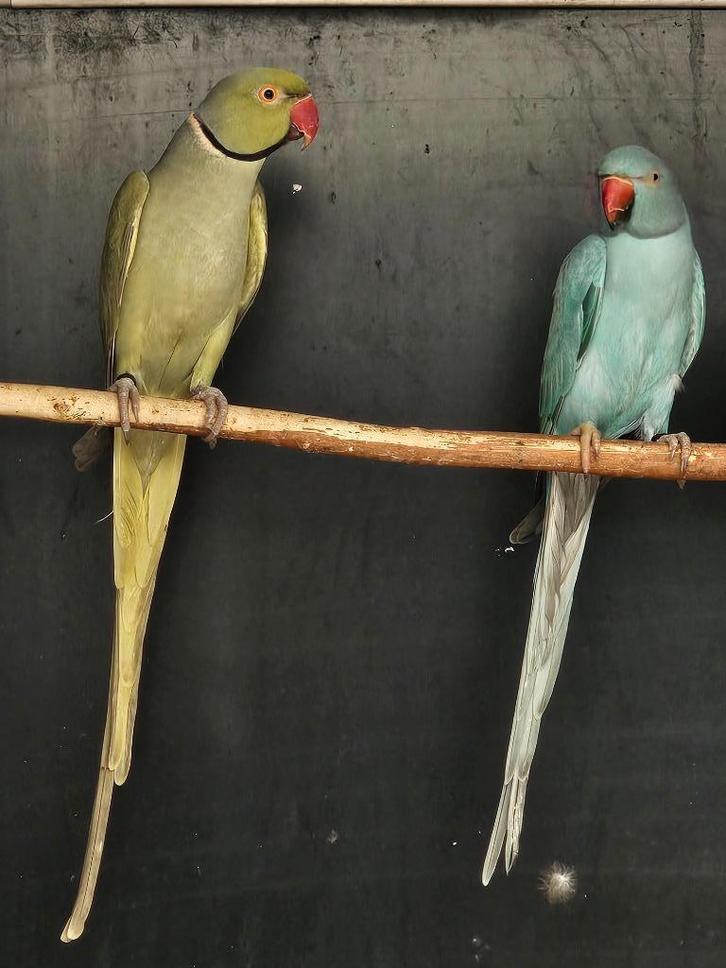 Halsbandparkiet Aqua groen man x Blauwe pop, Dieren en Toebehoren, Vogels | Parkieten en Papegaaien, Parkiet, Meerdere dieren
