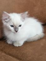 Ragdoll lilac point kitten. ( laatste uit het nest), Dieren en Toebehoren, Katten en Kittens | Raskatten | Langhaar, Meerdere dieren