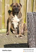 Mooie brindle Boerboel reu ter dekking aangeboden, Dieren en Toebehoren, Reu, CDV (hondenziekte), Eén hond, 3 tot 5 jaar