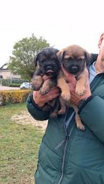Prachtige Border terrier pups, Dieren en Toebehoren, Honden | Jack Russells en Terriërs, Rabiës (hondsdolheid), Overige rassen