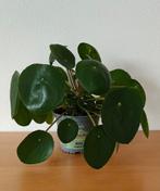 Grote Pilea = Pannenkoekplant, Ophalen, Overige soorten, Minder dan 100 cm