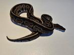 1.0 black pastel het ultramel ball python, Slang, 0 tot 2 jaar