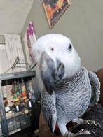 Vermist papegaai roodstaart, Dieren en Toebehoren, Mannelijk, Papegaai