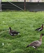 Goudoog gans, Dieren en Toebehoren, Pluimvee, Geslacht onbekend, Gans of Zwaan