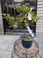 Japanse Azalea Kaminoyamakirin Bonsai, Ophalen of Verzenden, Bloeit niet, Overige soorten, Minder dan 100 cm