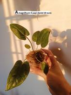 Anthurium magnificum X papi daniel, Overige soorten, In pot, Minder dan 100 cm, Groene kamerplant