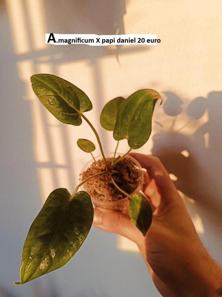 Anthurium magnificum X papi daniel, Huis en Inrichting, Kamerplanten, Overige soorten, Minder dan 100 cm, Groene kamerplant, Halfschaduw