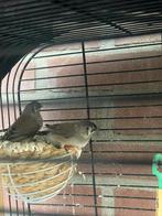 Te koop: Jonge zebravinken 4 stuks, Dieren en Toebehoren, Vogels | Overige Vogels, Meerdere dieren