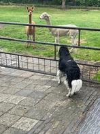 Alpaca, Dieren en Toebehoren, Mei, Mannelijk