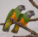 Ik ben op zoek  Bonte Boeren, Dieren en Toebehoren, Mannelijk, Papegaai, Pratend