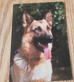 Duitse Herder, Verzenden, 1980 tot heden, Gelopen, Hond of Kat