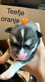 Siberische husky pups met FCI stamboom, Nederland, Reu, CDV (hondenziekte), 8 tot 15 weken