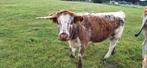 dikbil  engels longhorns, Dieren en Toebehoren, Mannelijk