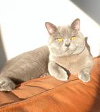 Briste korthaar, Kater, Gechipt