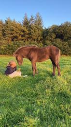 Verzorgpaard/pony gezocht - bijrijder aangeboden, Dieren en Toebehoren, Ophalen