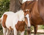 Paint Horses, Dieren en Toebehoren, Paarden, Westernpaard, Meerdere dieren, 0 tot 2 jaar, Met stamboom