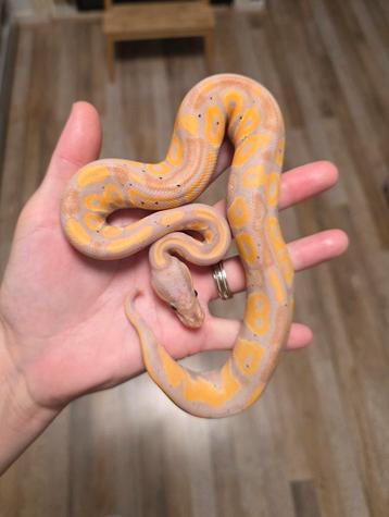 Femalemaker Blackhead Banana Phantom mannetje 2025 beschikbaar voor biedingen