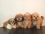 Mooie Boomer pups ShihTzu x Maltezer.. Mogen mee., Nederland, Overige rassen, CDV (hondenziekte), 8 tot 15 weken
