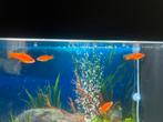 6 Platy vissen oranje, Dieren en Toebehoren, Vissen | Aquaria en Toebehoren, Ophalen, Zo goed als nieuw