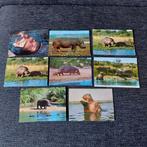 Ansichtkaarten met Nijlpaarden - Collectie, Verzamelen, Ophalen of Verzenden, Hond of Kat