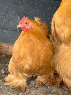 Cochin kriel buff hen, Dieren en Toebehoren, Pluimvee, Vrouwelijk, Kip