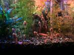 Aquarium, Ophalen, Gebruikt, Gevuld zoetwateraquarium