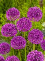 Allium Hollandicum bollen, Ophalen of Verzenden, Najaar, Volle zon, Bloembol
