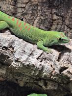 Phelsuma mad grandis, Dieren en Toebehoren, Reptielen en Amfibieën, Hagedis, Met terrarium