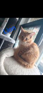 😸Siberische/mainecoon wij mogen weg 3 nog beschikbaar, Dieren en Toebehoren, Katten en Kittens | Raskatten | Langhaar, Meerdere dieren